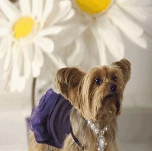 Meet your Posher, Dorothy